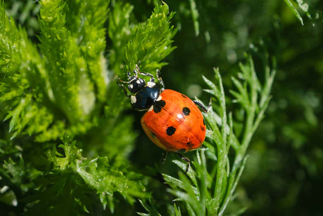 Herb Garden Nenzlingen